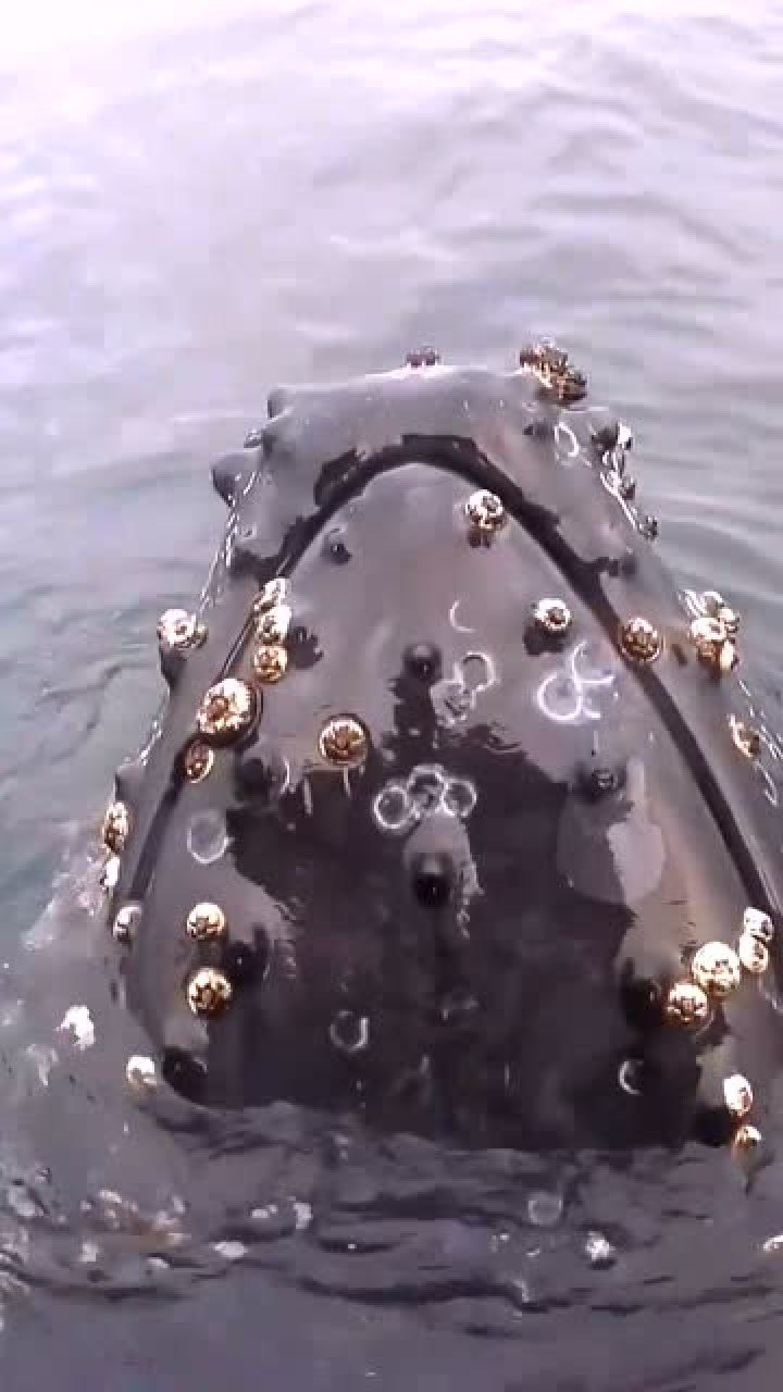 灰鲸身上布满藤壶图片