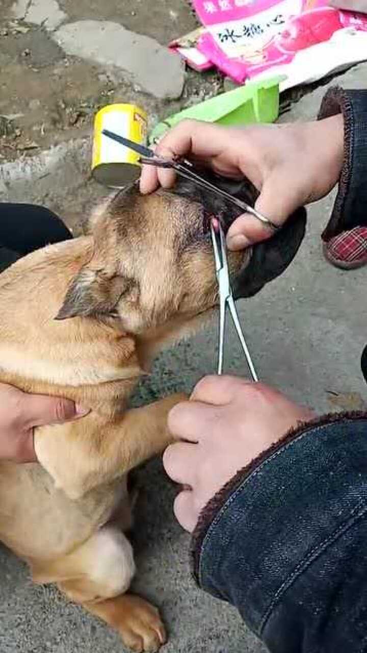 主人自己动手给狗狗做手术割掉眼睛里息肉