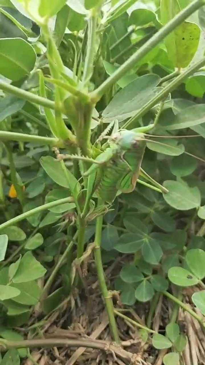 油蛉昆虫图片