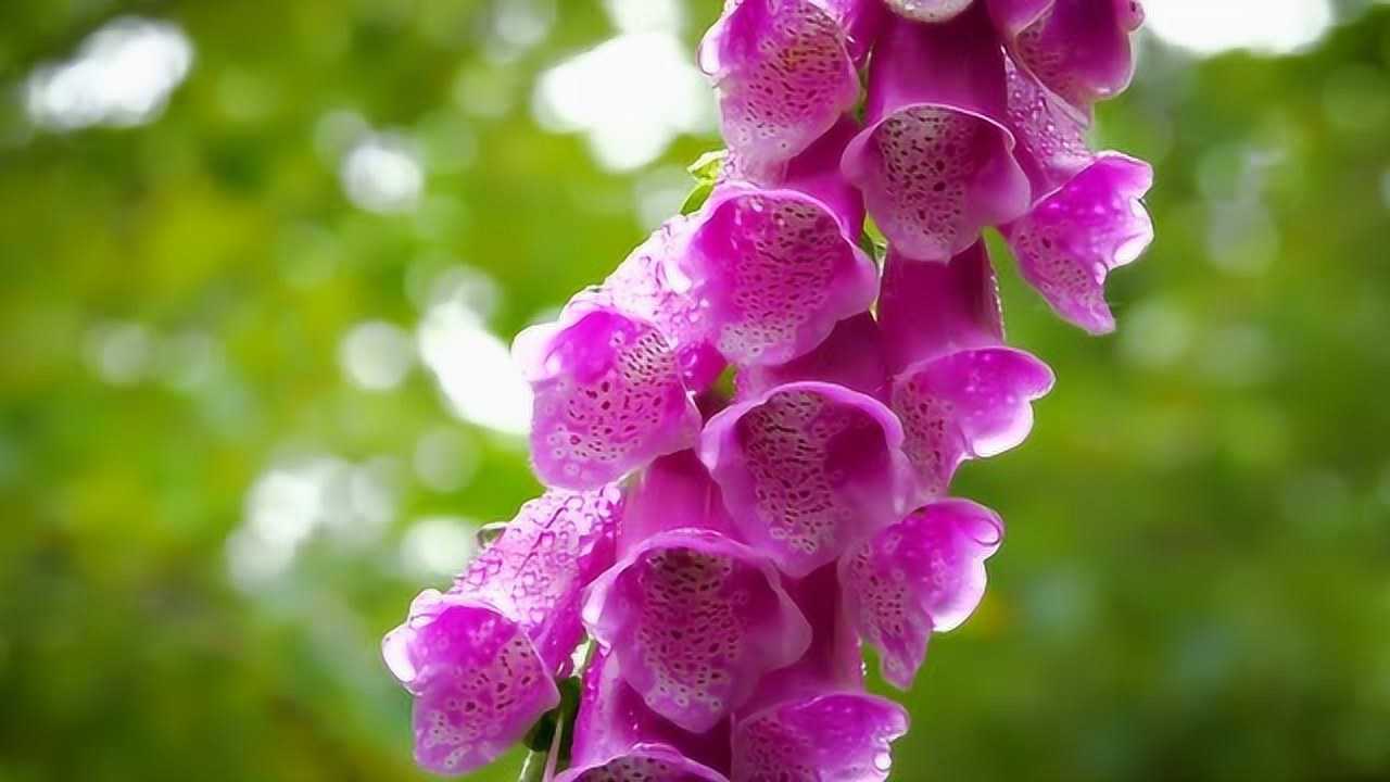 《景落·二脚》禄劝傈僳族文化研究会