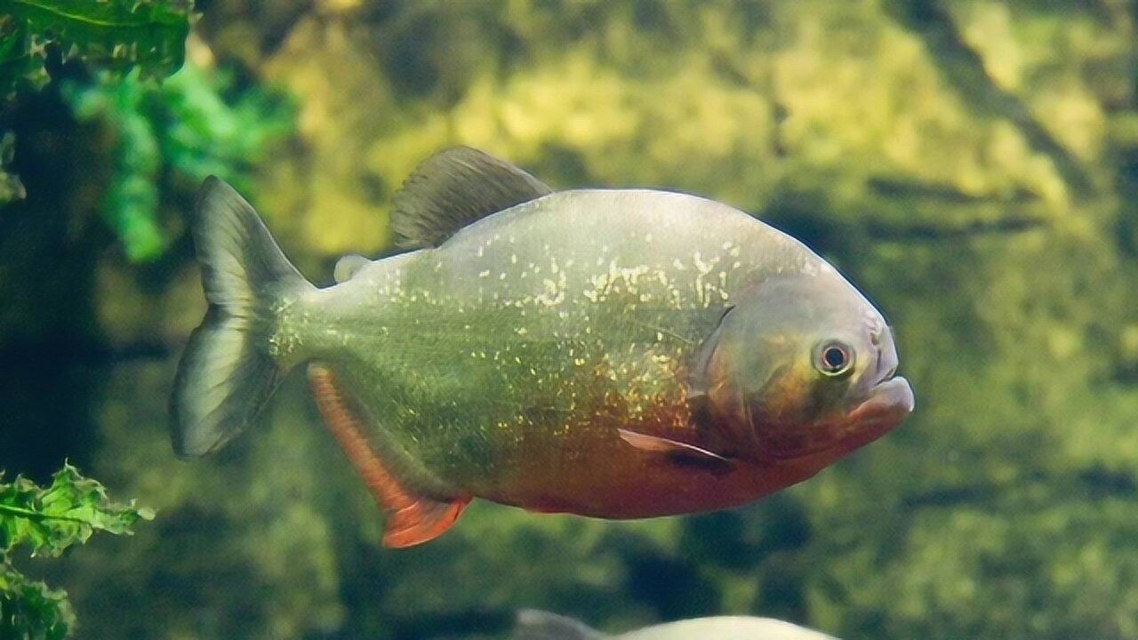 老外垂钓亚马逊食人鱼,堪比篮球大的鱼身肉质却十分鲜美