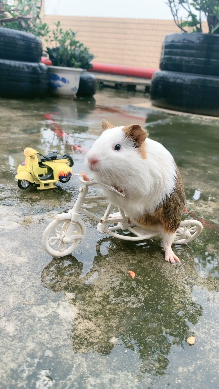 会骑自行车的鼠