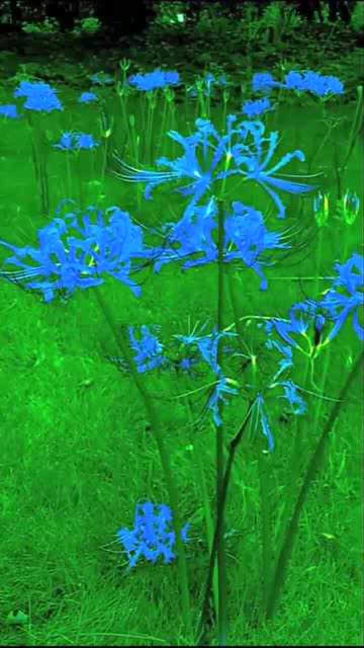传说中的蓝色彼岸花这颜色也太魅惑了网友看着像有毒