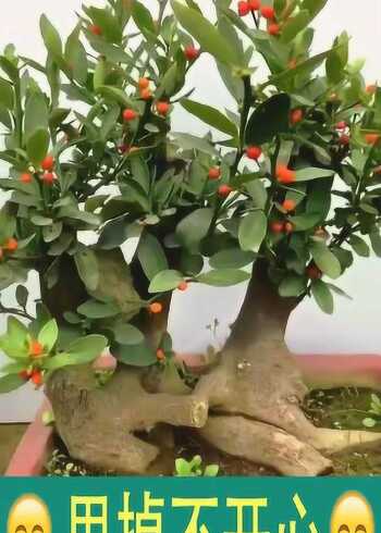 双杆金豆盆景这造型简直没谁了算得上艺术品吗