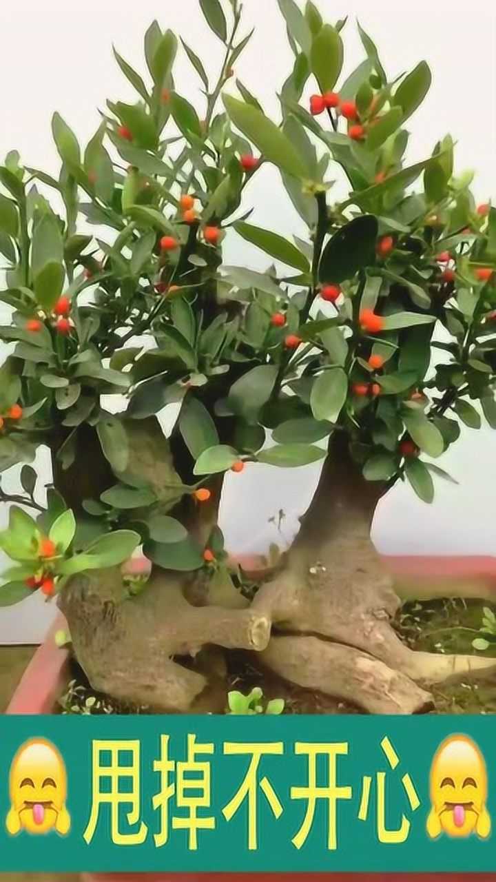 双杆金豆盆景这造型简直没谁了算得上艺术品吗