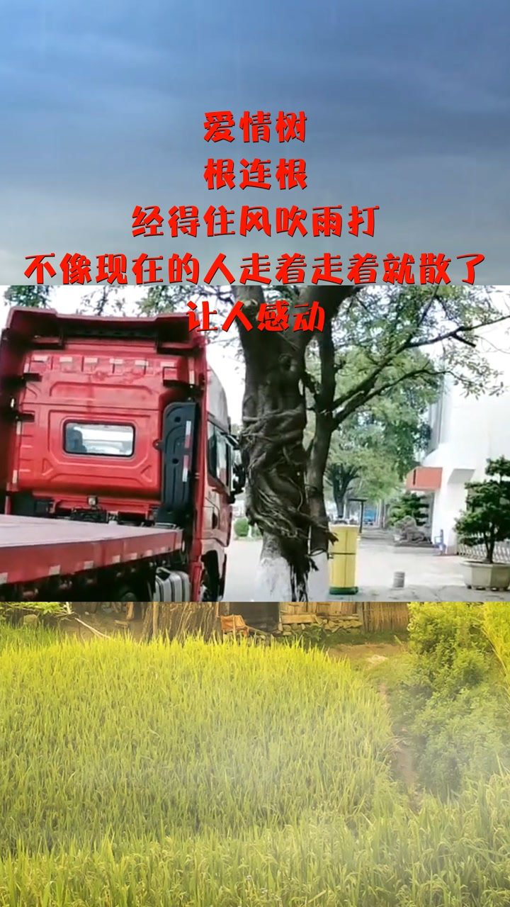 爱情树,根连根,经得住风吹雨打,不像现在的人走着走着就散了,让人感动