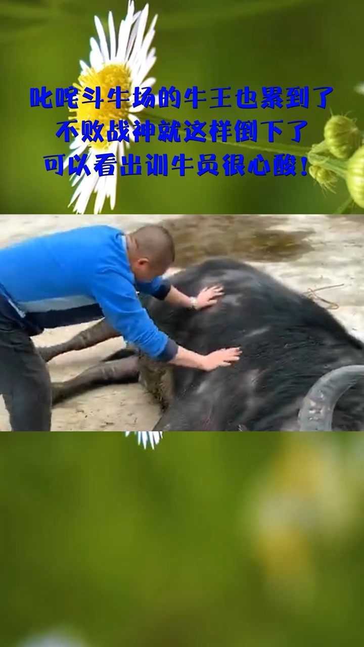 叱咤斗牛场的牛王也累到了不败战神就这样倒下了可以看出训牛员很心酸
