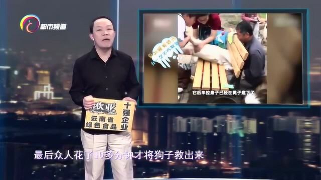 一市民发布一则视频称:自家拉布拉多犬不慎被卡长椅