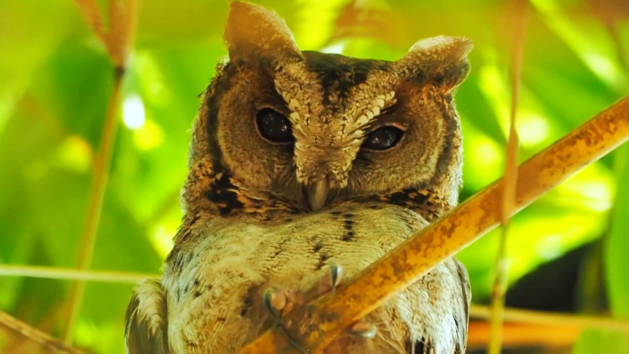 保山居民捡到受伤大眼萌鸟,但长最萌的脸却下最狠的手