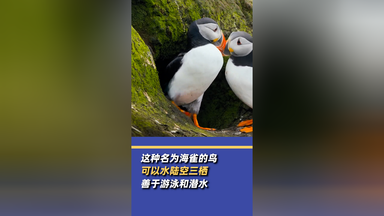 水陆空三栖鸟潜泳能游10多米