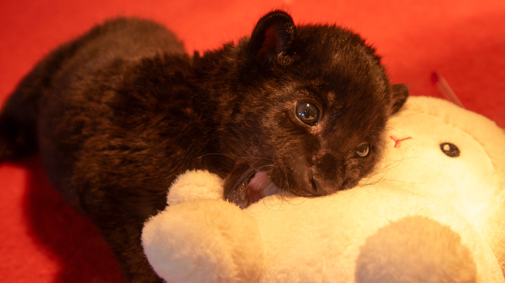 新有萌虎 杭州野生动物世界小黑虎"营业"啦