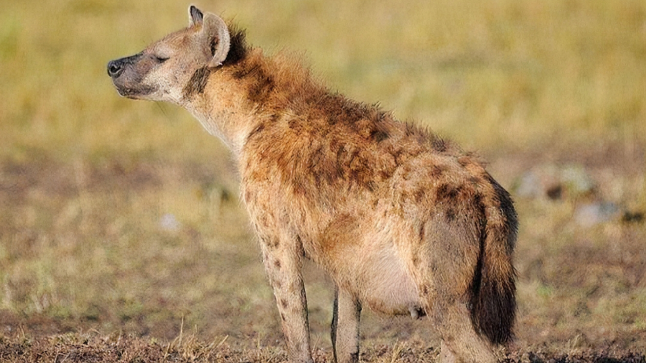 鬣狗女王孕期出兵驱赶狮群,不成想遭狮王压迫一尸四命| 纪录片