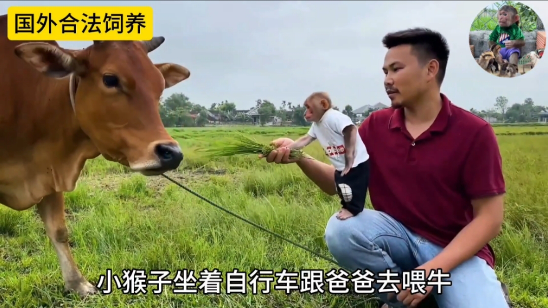 小猴子和爸爸一起去喂牛,太有爱了|纪录片