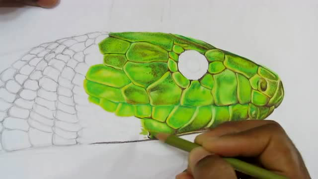 【超逼真绿色蟒蛇手绘教程】彩铅画全过程细节示范