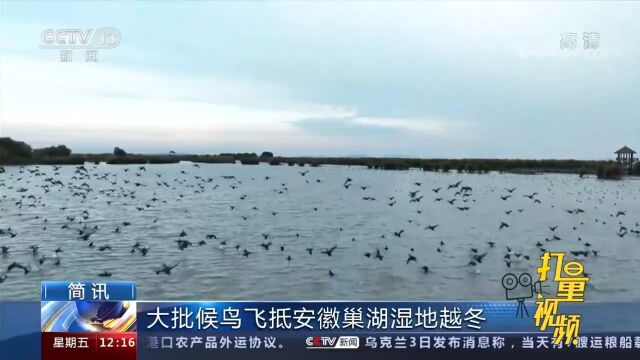 大批候鸟飞抵安徽巢湖湿地越冬