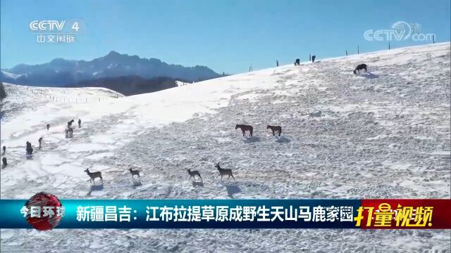 新疆昌吉:江布拉提草原成野生天山马鹿家园