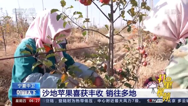 宁夏中卫沙地苹果开始大面积采摘销售,将销往10多个省市