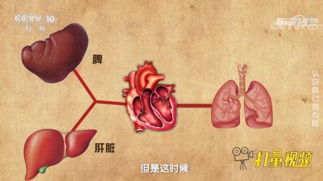 在中医著作中,心脏被称君主之官,主宰血脉运行