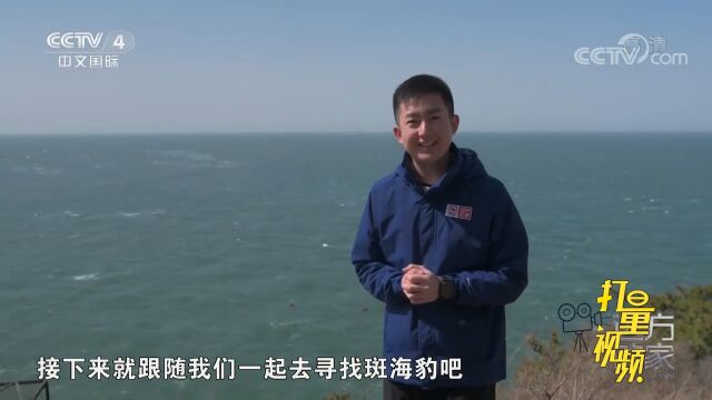 稀罕!它是唯一一种能够在中国海域繁殖的鳍足类动物