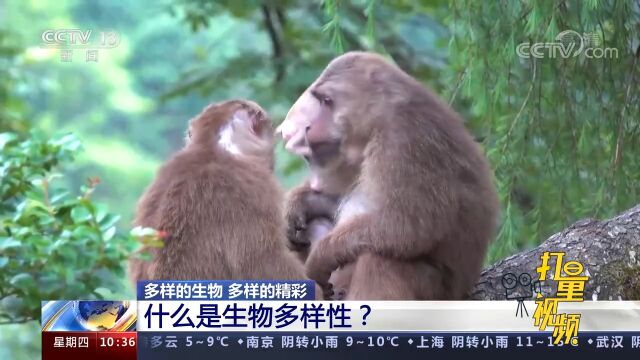 什么是生物多样性,生物多样性有何重要性?一起通过视频来了解