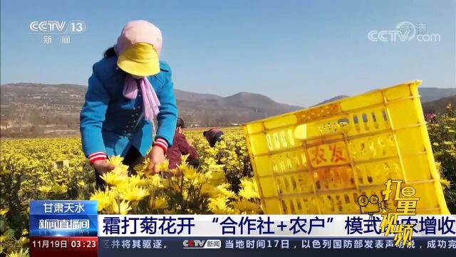 甘肃天水:霜打菊花开!“合作社+农户”模式助农增收