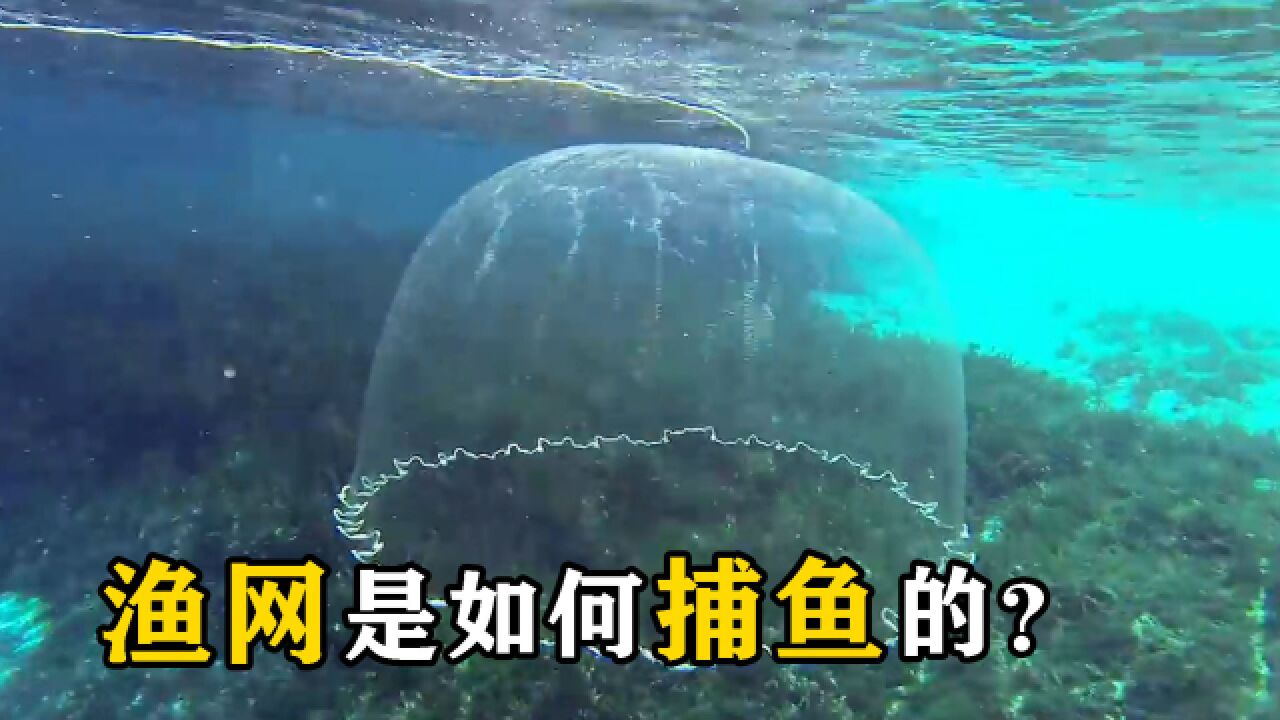 明明下面是空的,为什么渔网还能捕到鱼?其工作原理是什么?_高清1080P在线观看平台_腾讯视频
