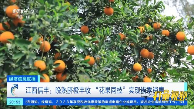 江西信丰:晚熟脐橙丰收,“花果同枝”实现错季销售