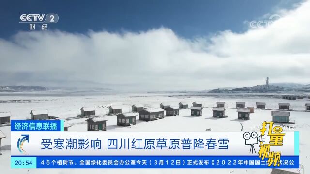 受寒潮影响,四川红原草原普降春雪