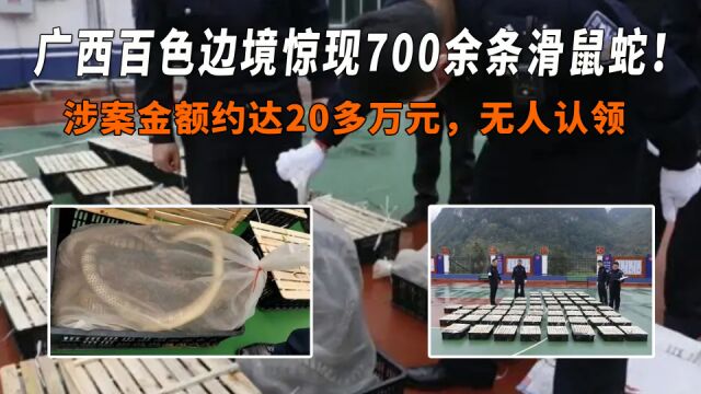 广西百色边境惊现700余条滑鼠蛇!涉案金额达20万,无人认领