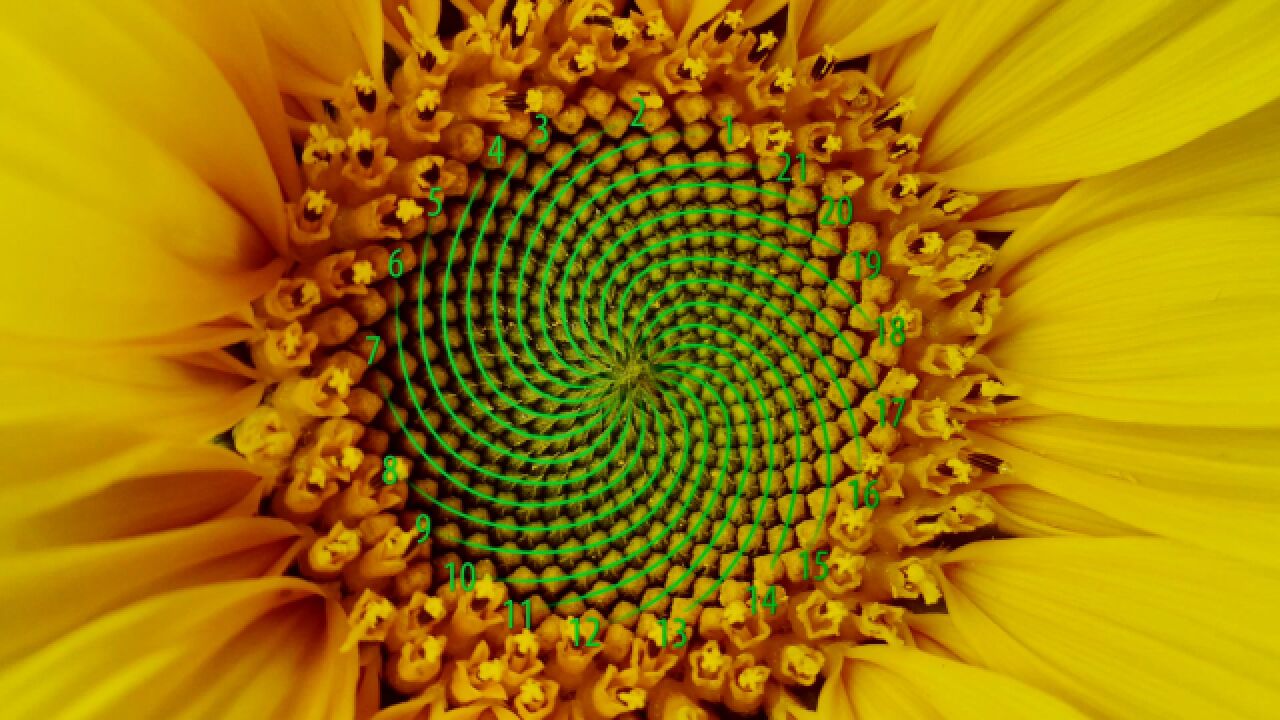 向日葵和斐波那契数列有何关联?大自然中隐藏的数学秘密!