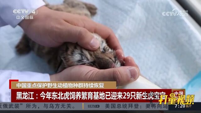 黑龙江东北虎饲养繁育基地今年已迎来29只新生虎宝宝