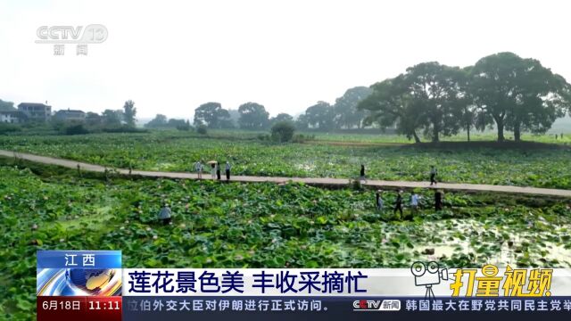 江西:炎炎夏日莲花盛开,丰收采摘忙,游客闻香而来赏莲游玩