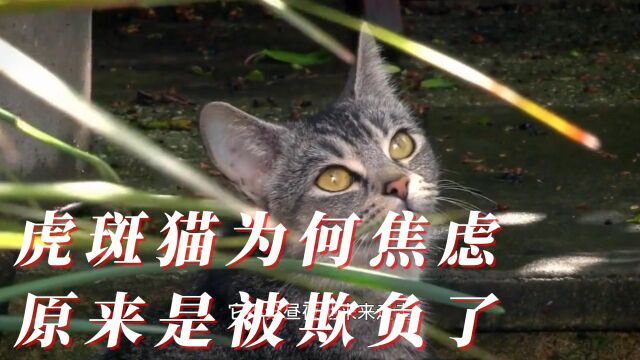 虎斑猫为何焦虑,原来是被欺负了