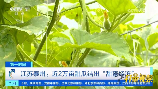 江苏泰州:近2万亩甜瓜结出“甜蜜经济”