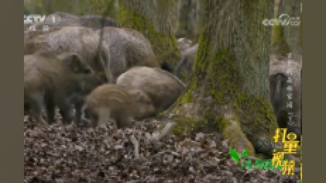 山毛榉树的坚果掉落到地上,野猪和棕熊大口的吞吃坚果