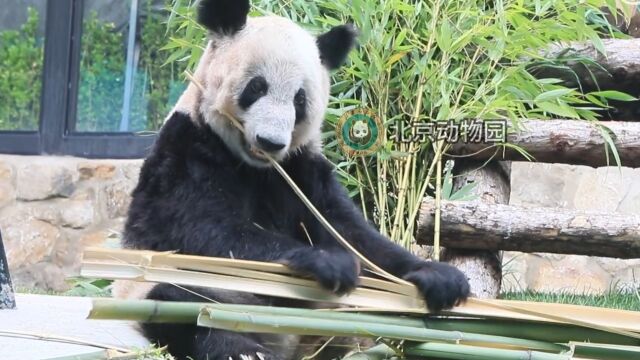 最新视频!丫丫小脸肉眼可见的变圆了!手里拿着竹子认真干饭