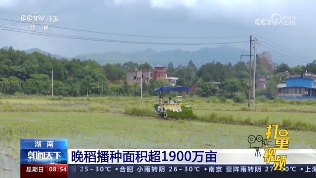 湖南:晚稻播种面积超1900万亩