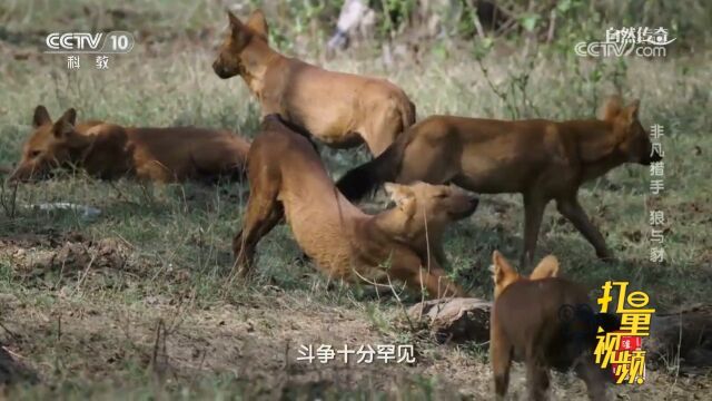 豺过着群居生活,它们的组织架构非常宽松,斗争非常罕见