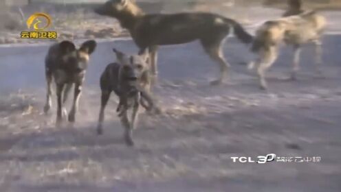 草原上，猎豹偷袭野犬幼崽，哪料野犬杀了个回马枪