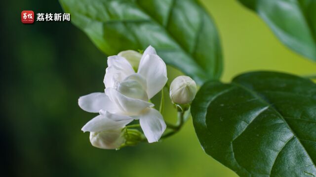 芬芳美丽满枝桠!延时摄影欣赏茉莉花绽放