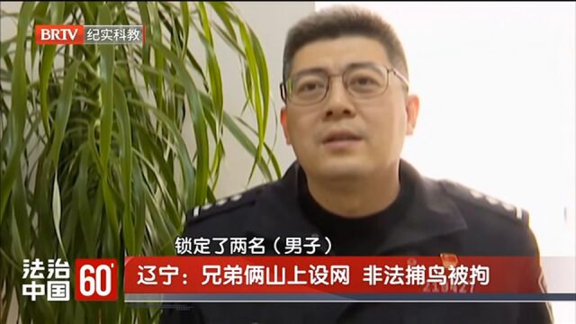 兄弟俩山上设网,非法捕鸟被拘,现场画面