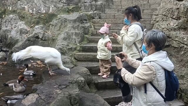 冬日鸟语暖人心