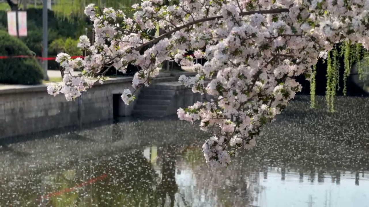 打卡北京元大都遗址公园海棠花节 1.1公里海棠花溪美不胜收