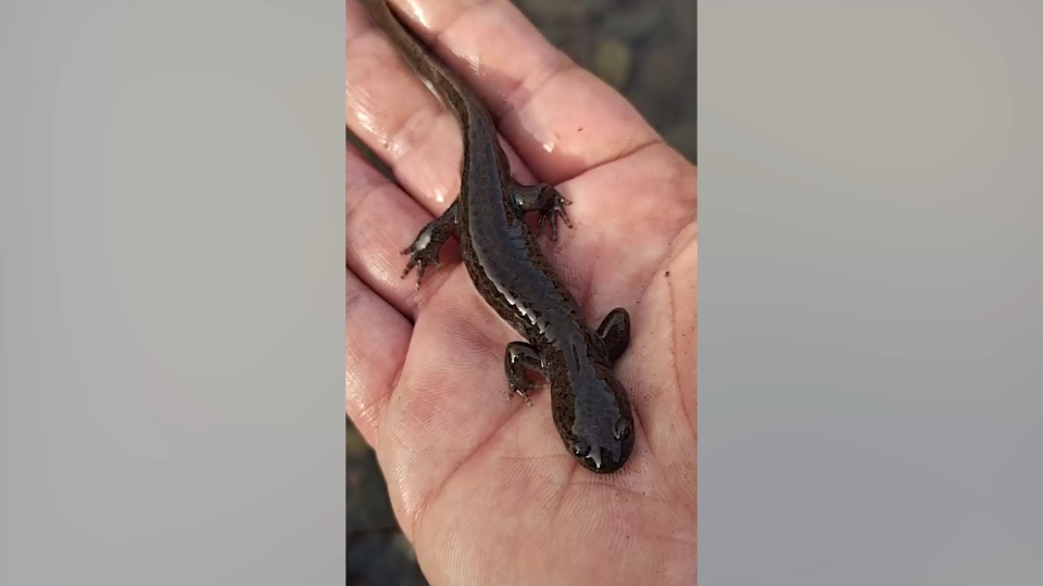 庄河步云山水沟捞出长相奇特的"鱼" 专家:它是"东北小鲵"