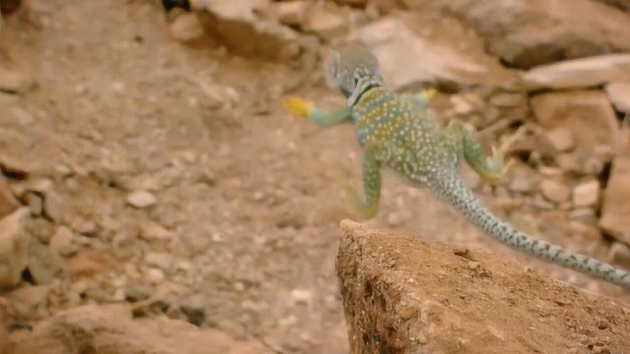 让人忍俊不禁沙漠蜥蜴奔跑的样子真的是太有喜感了