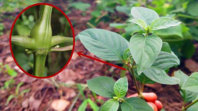 “强筋骨,补肝肾”?草本植物“土牛膝”带你认识下!