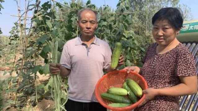 农村种菜如何提高产量?大叔教你一招,只需一种肥料,提高几十倍