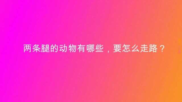 两条腿的动物有哪些,要怎么走路?