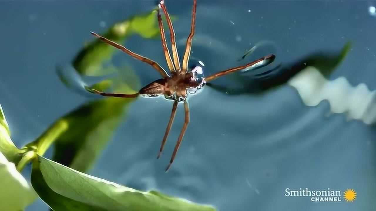 蜘蛛水上行走捕鱼吃这技能真让人羡慕