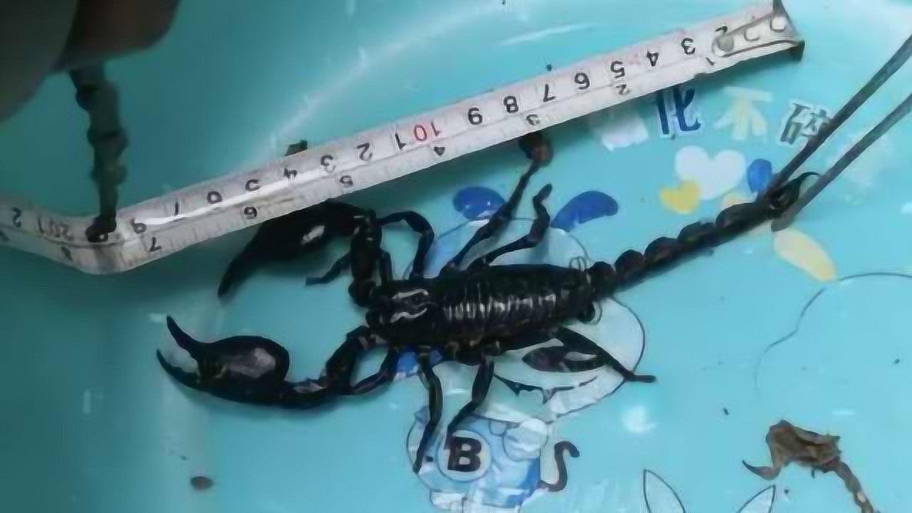 小心外来物种!商场惊现非洲帝王蝎,长20厘米酷似小龙虾